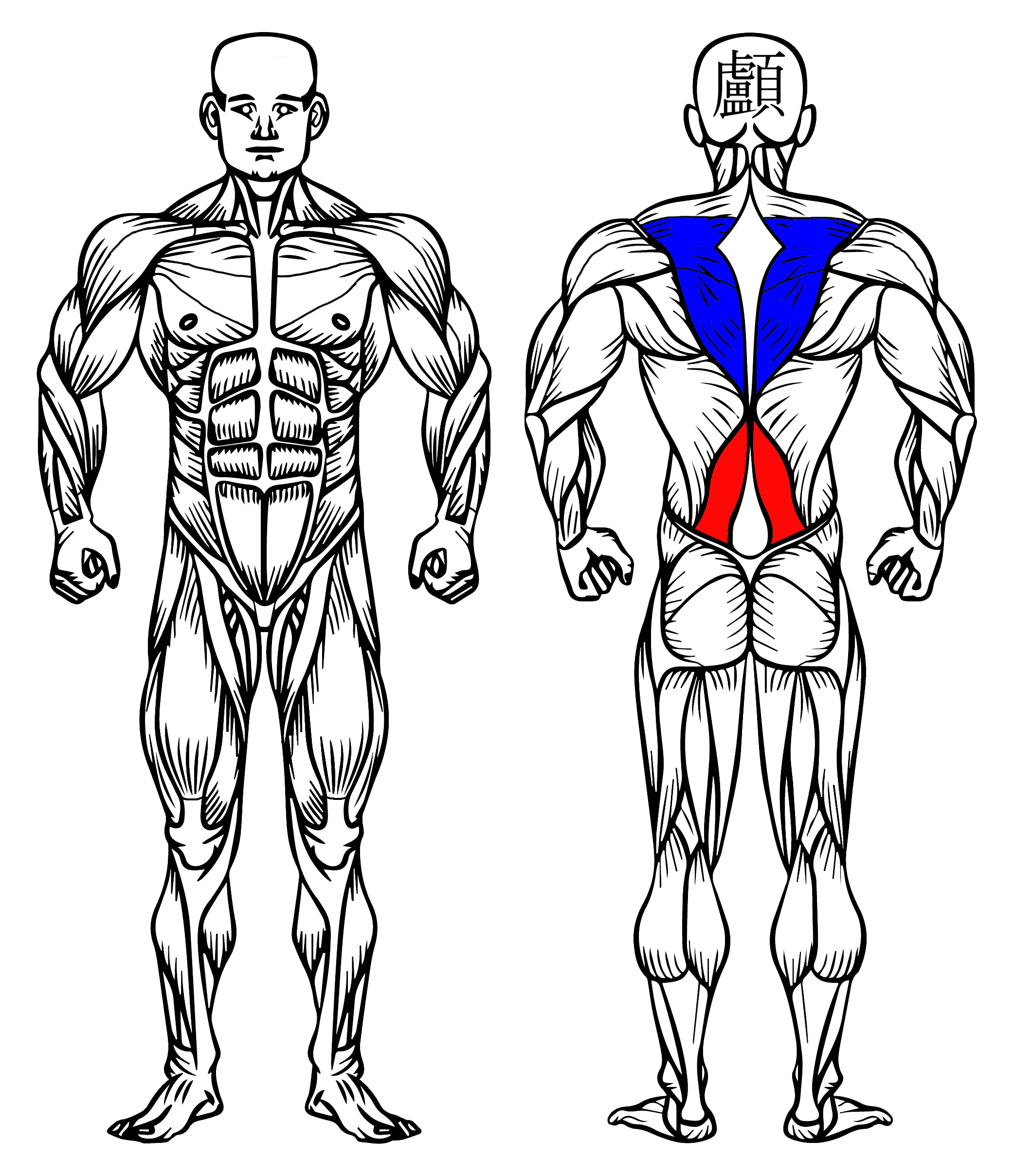Back Extension: How To Do It, Muscles Worked & Benefits