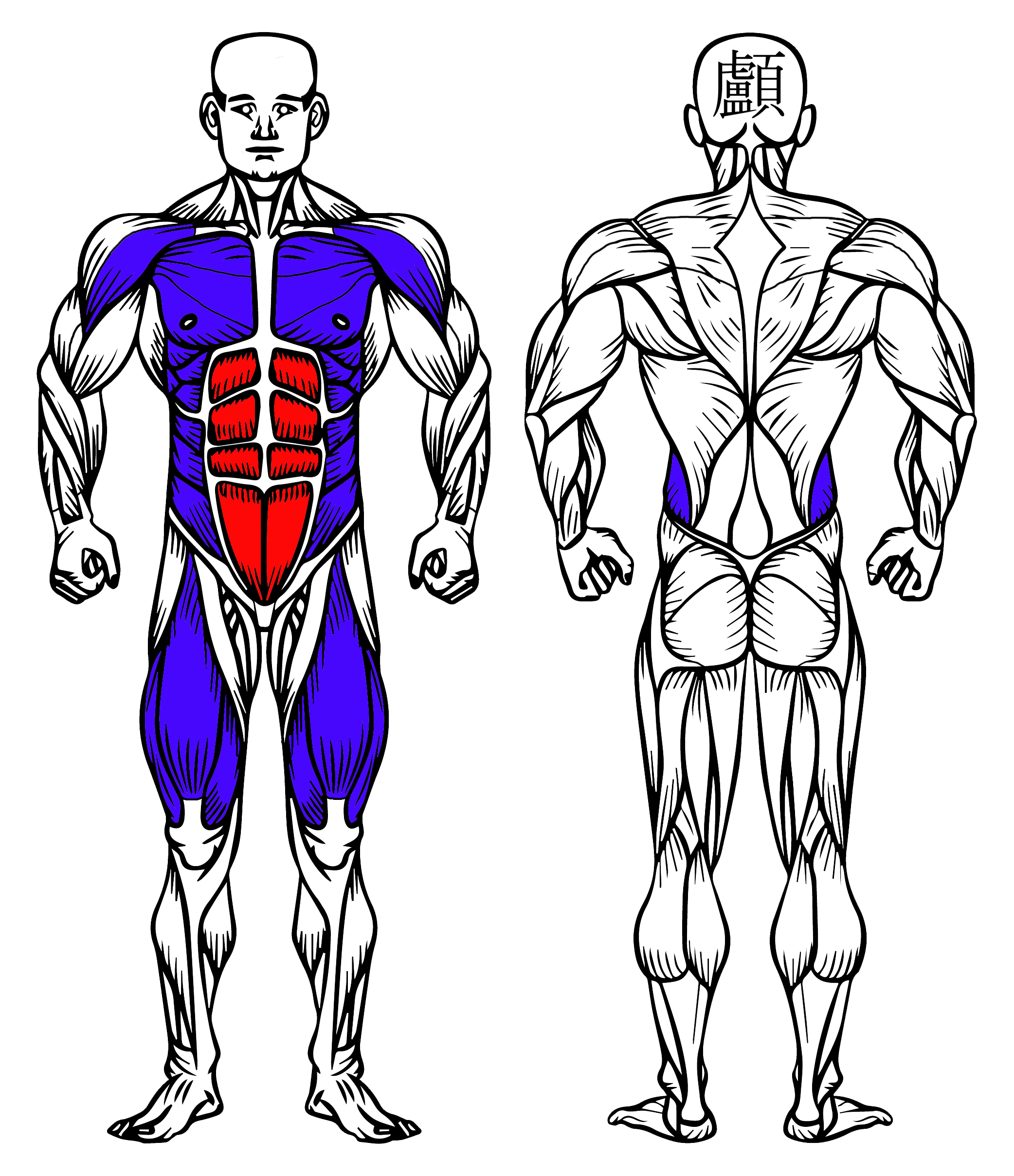 Less Plank Low Plank: How To Do It, Muscles Worked & Benefits