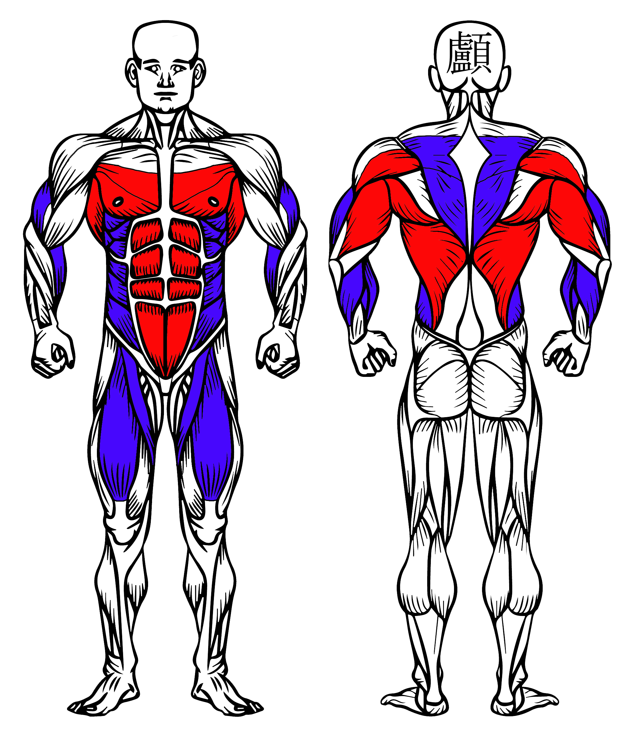 Half Lay Front Lever: How To Do It, Muscles Worked & Benefits