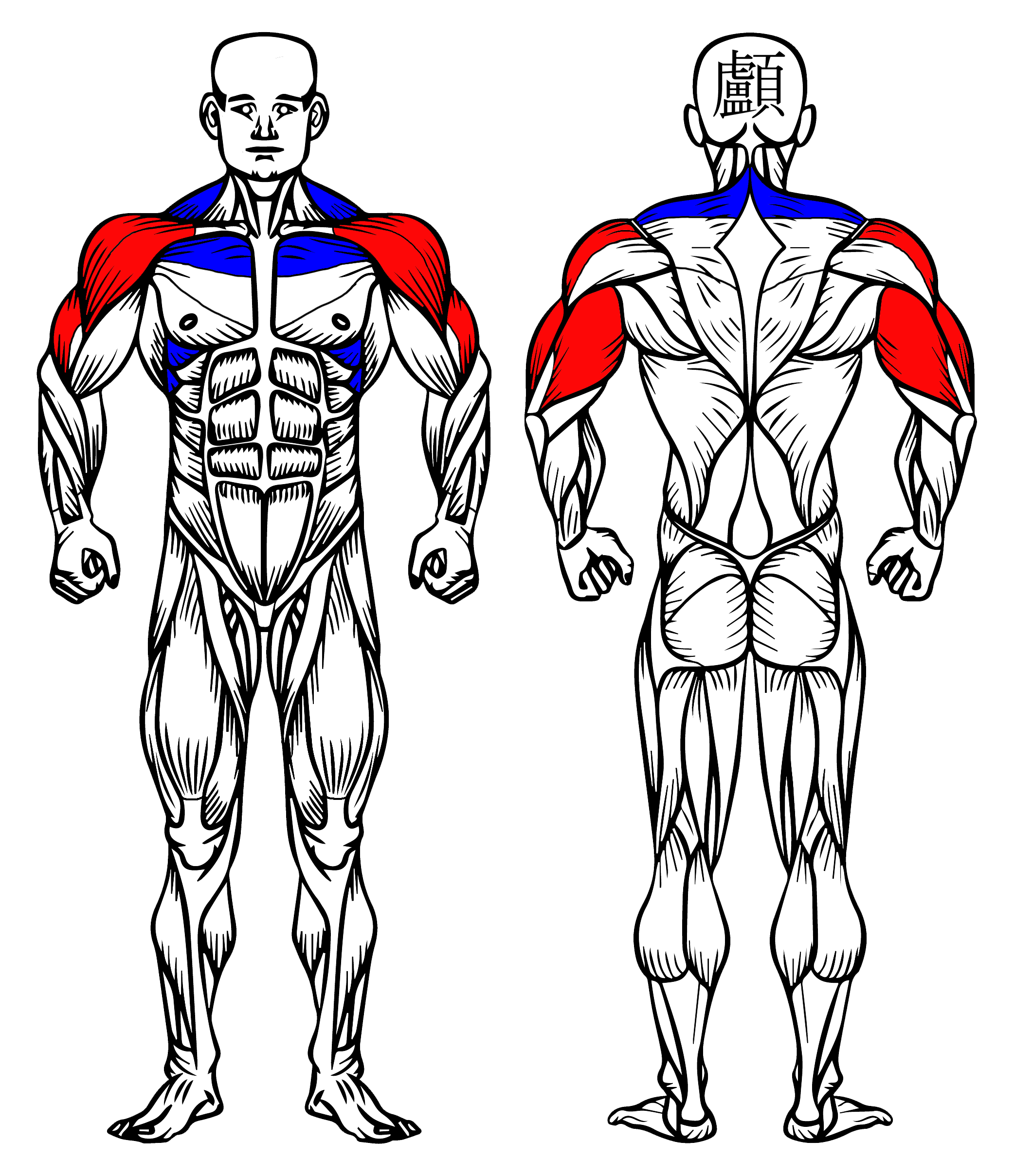 Z Move Exercise Z Press: How To Do It, Muscles Worked & Benefits
