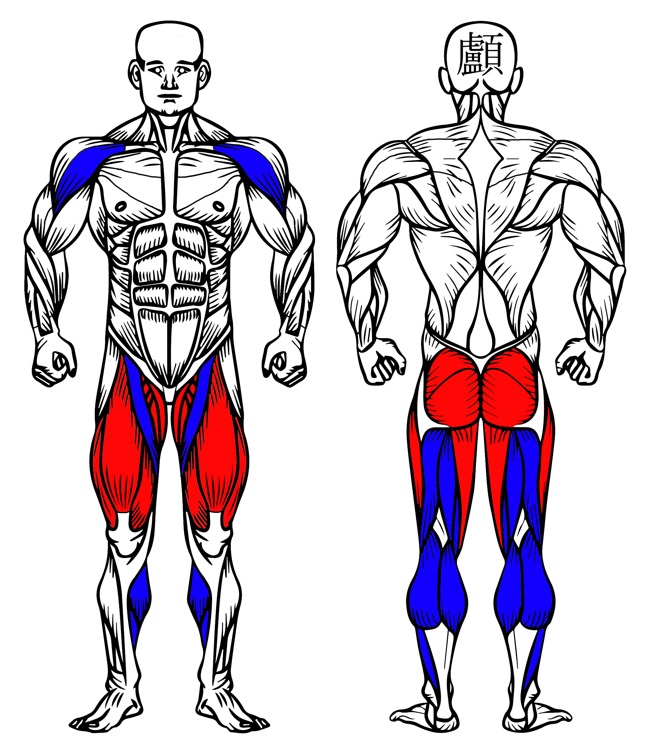 Goblet Squat: How To Do It, Muscles Worked & Benefits