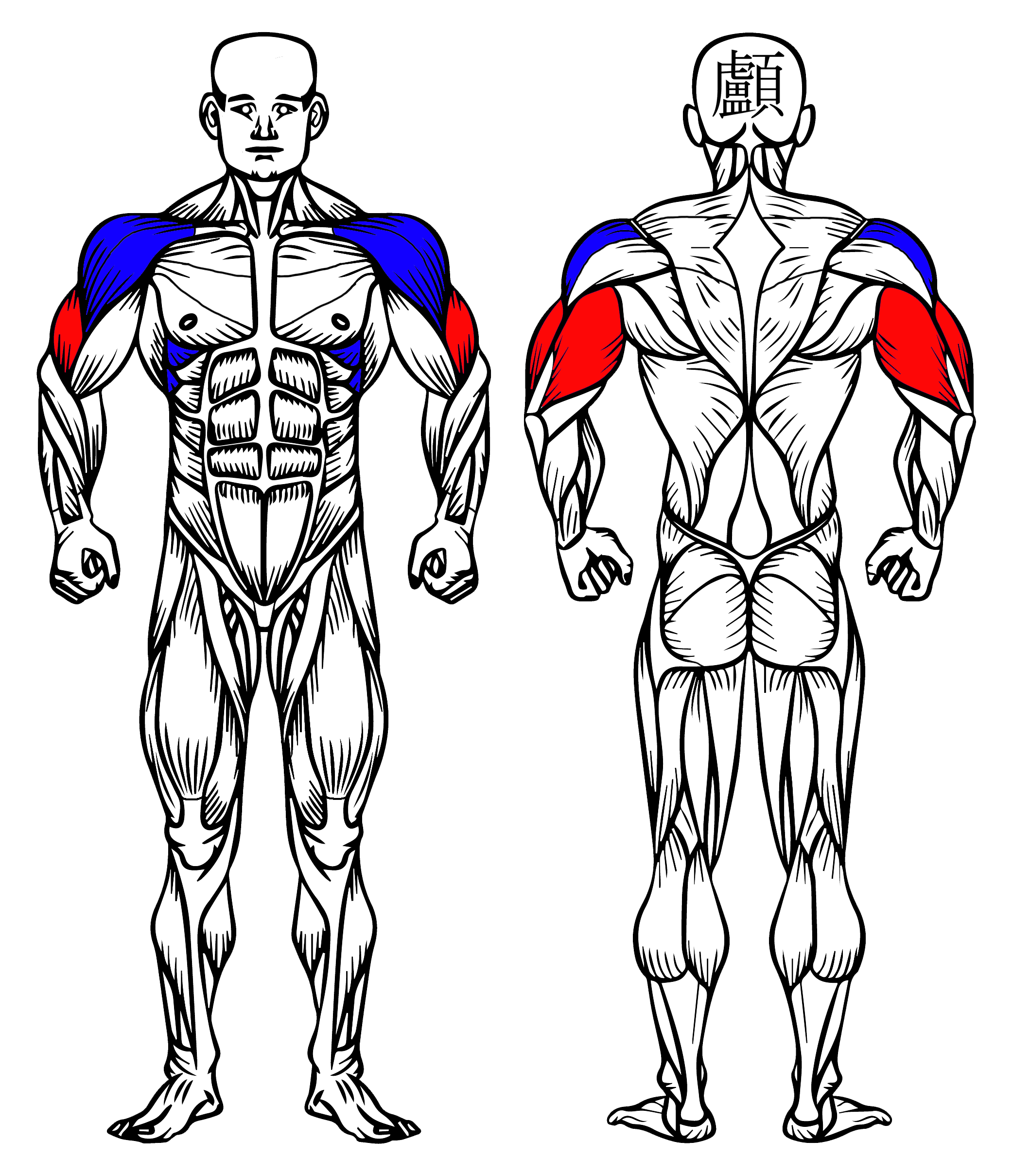EZ Bar Overhead Triceps Extension: How To & Muscles Worked