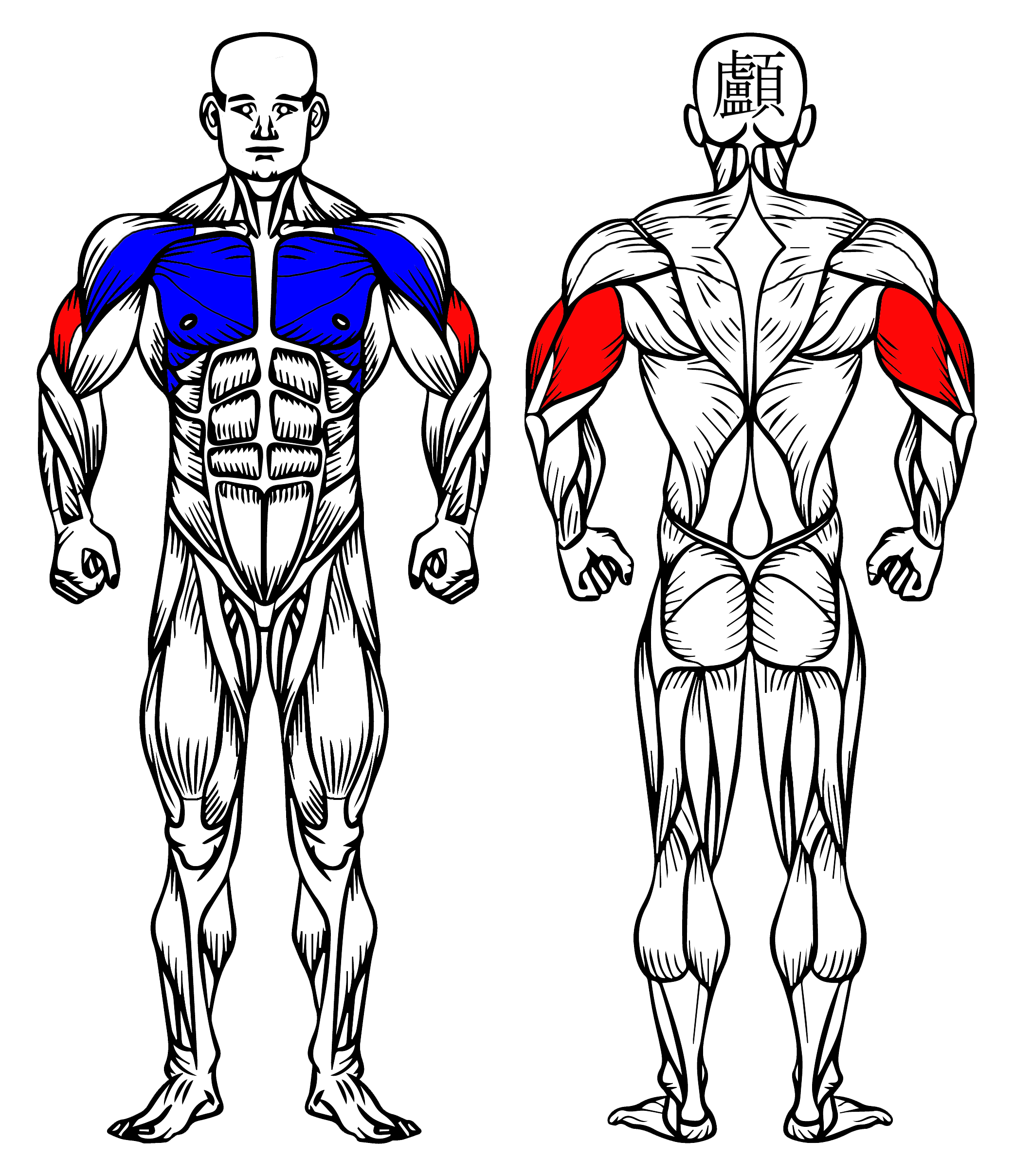 Muscular System Showing the Targetted Muscles of the Exercise