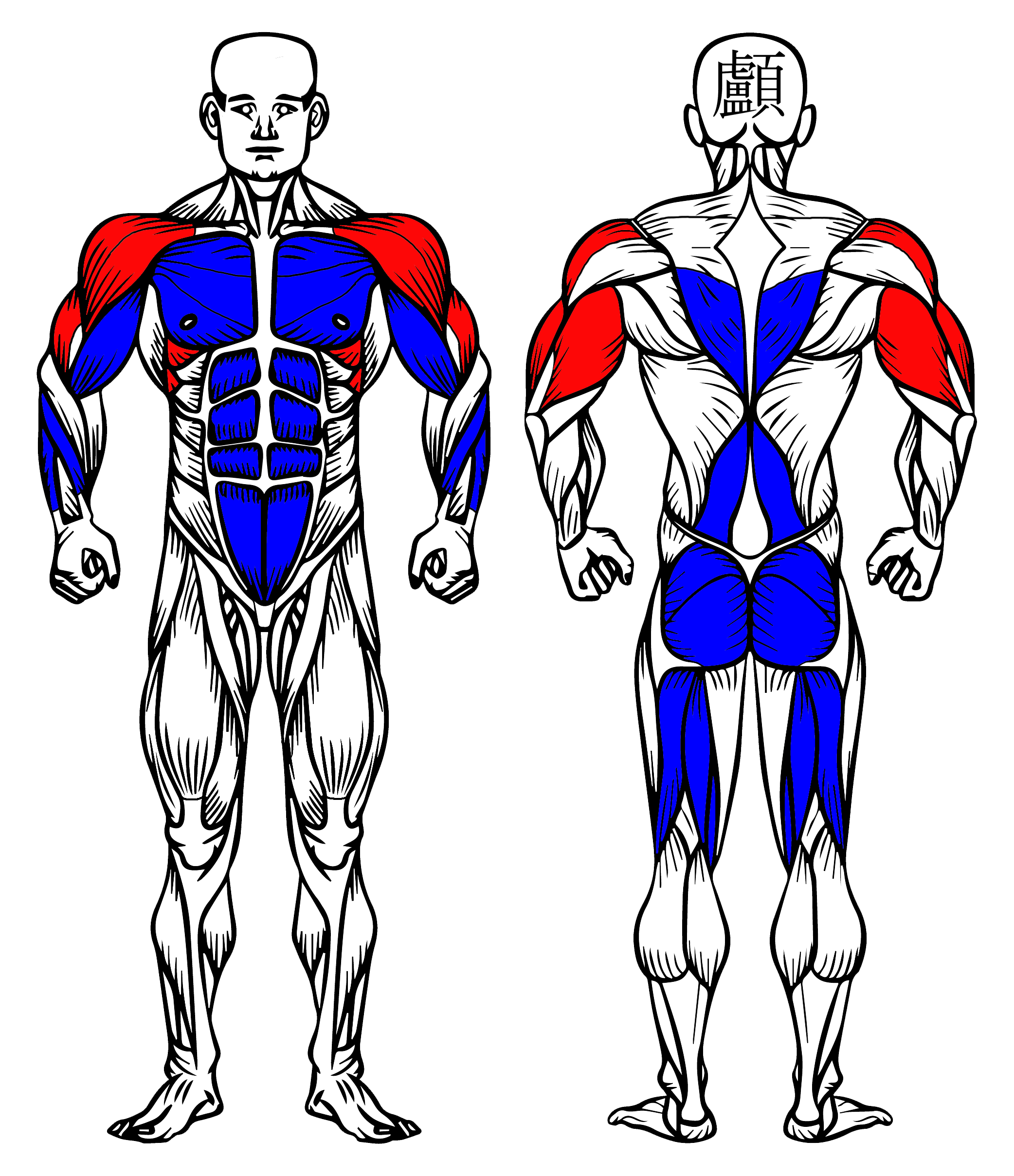 Muscular System Showing the Targetted Muscles of the Exercise