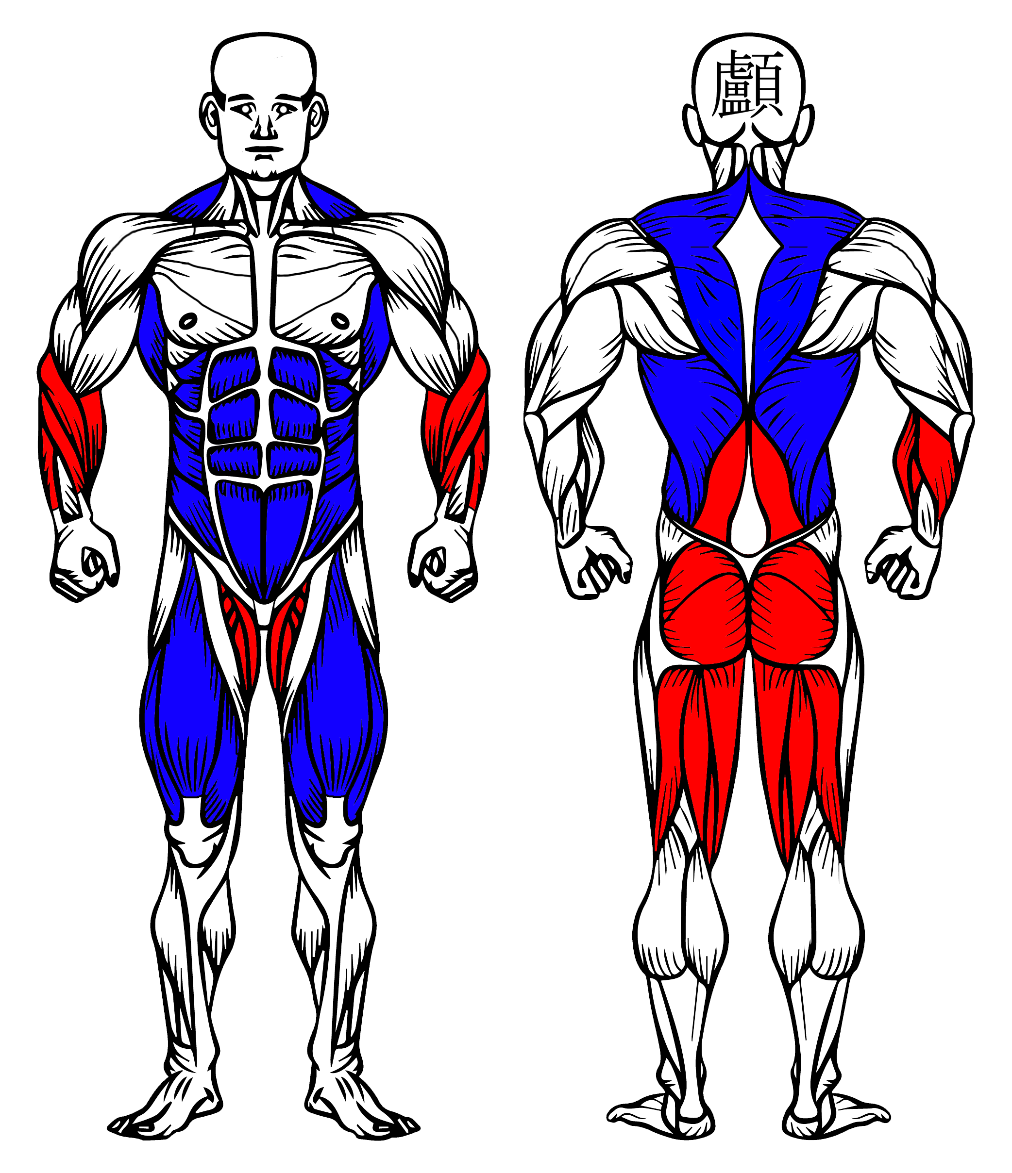 Muscular System Showing the Targetted Muscles of the Exercise