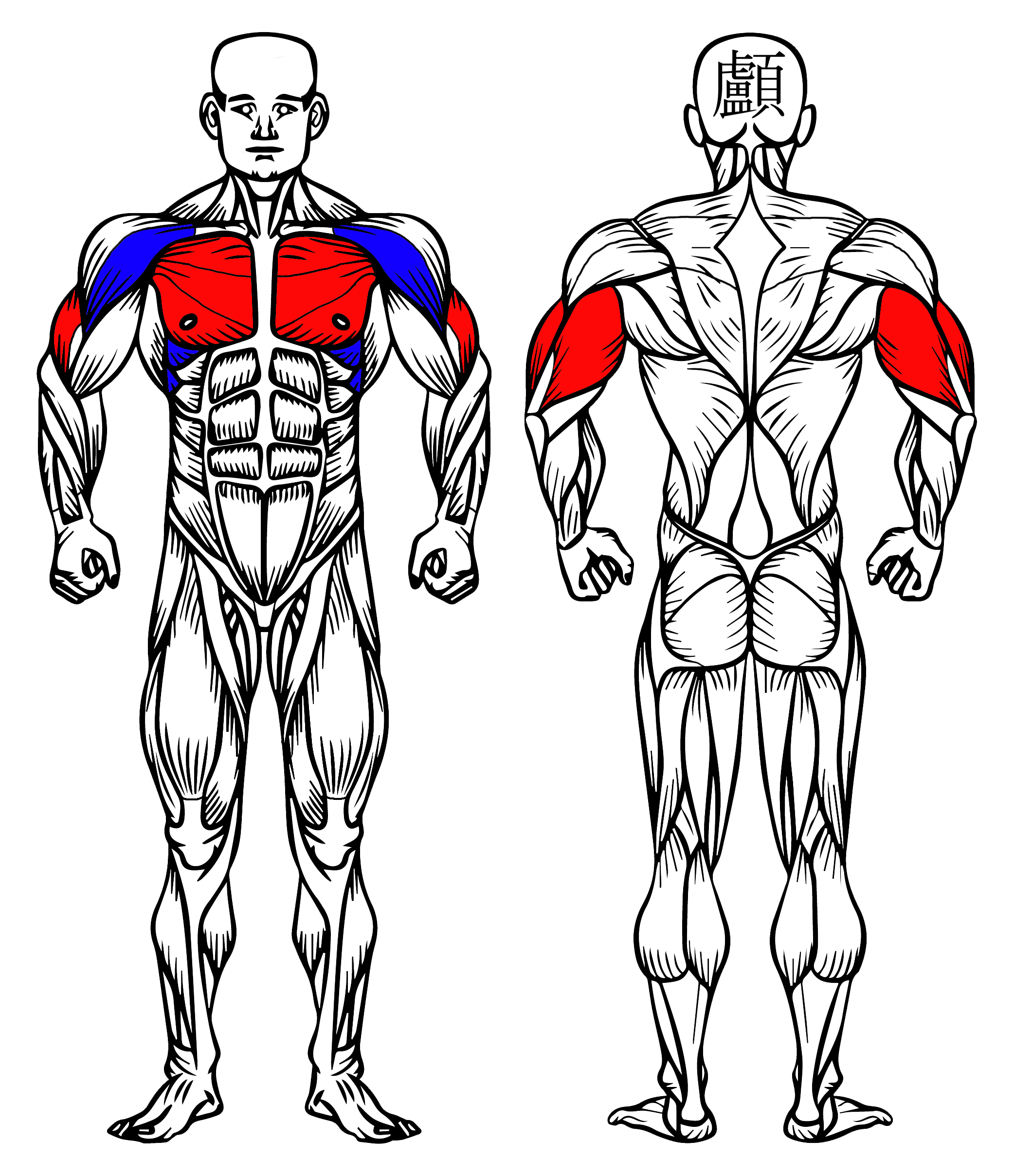 Muscular System Showing the Targetted Muscles of the Exercise
